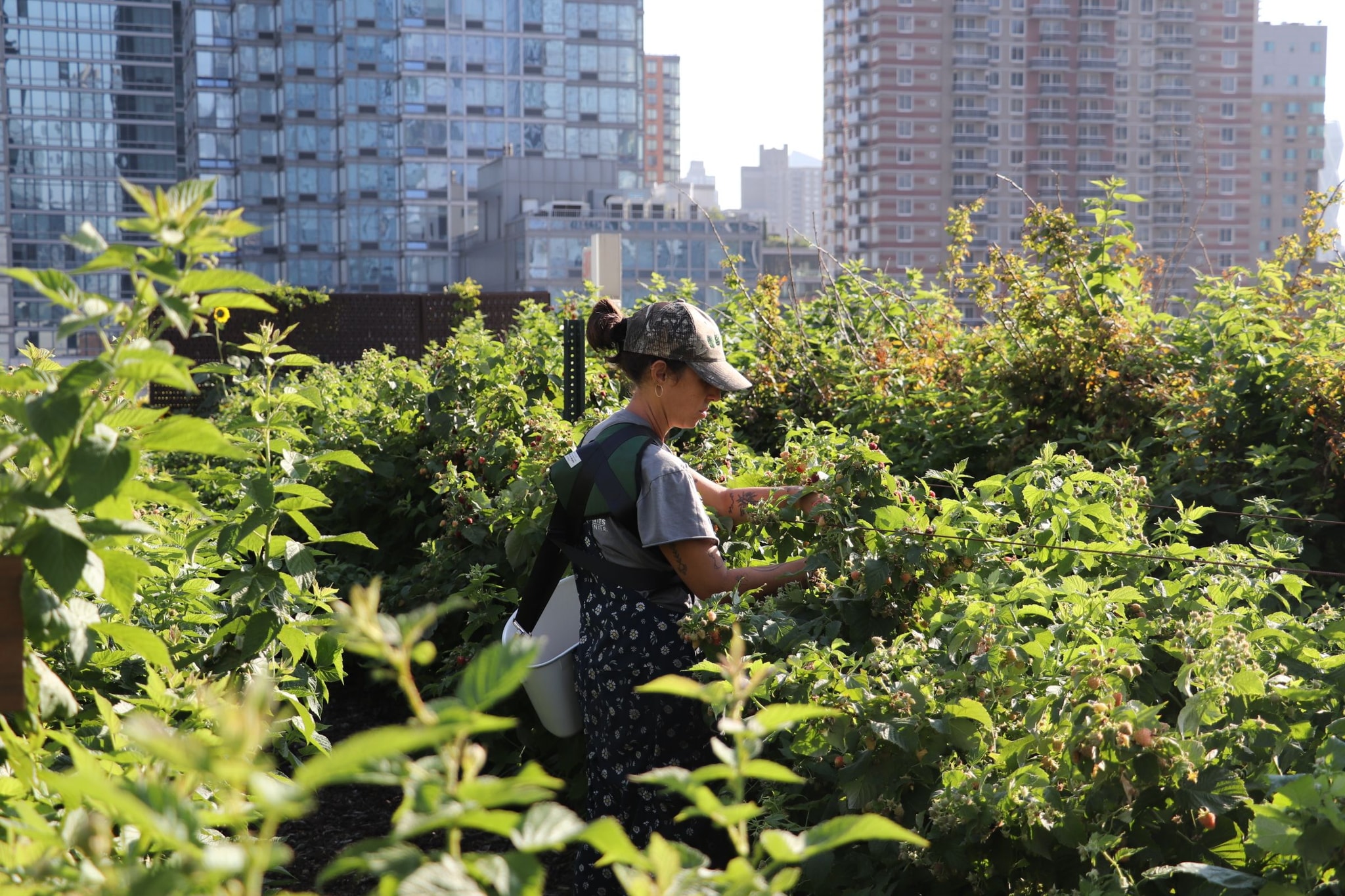 Rooftop garden view with staff tending to garden at Javits Center